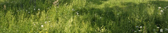 Social and Environmental Commitment in Germany